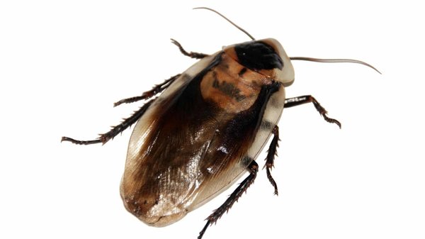 Comment éliminer les blattes une bonne fois pour toute !