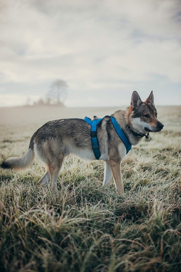 Meilleurs harnais pour chien: pourquoi choisir le harnais à traction?