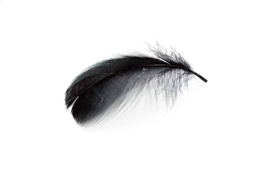Le mystère et symbolisme de la plume noire significations